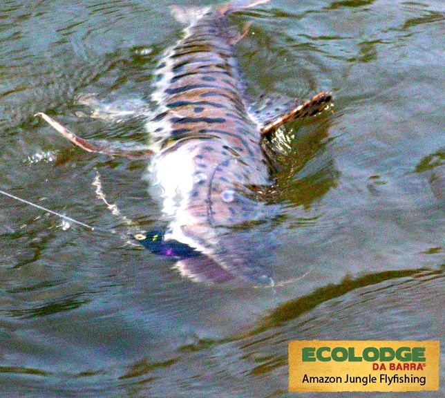 Shovel nose barred catfish caught at Bararati river, Amazon Brazil