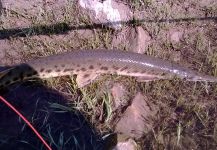 Anguel Dimitrov 's Fly-fishing Photo of a garpigue alligator – Fly dreamers 