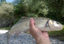 Anguel Dimitrov 's Fly-fishing Pic of a Squalius cephalus – Fly dreamers 