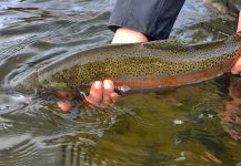 Fly-fishing Picture of Rainbow trout shared by Michael Stack – Fly dreamers