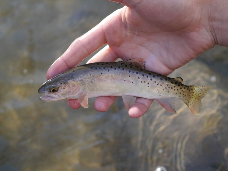 Beautiful native Bonneville cutthroat