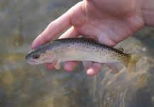 Fly-fishing Pic of Oncorhynchus clarkii henshawi shared by Luke Alder – Fly dreamers 