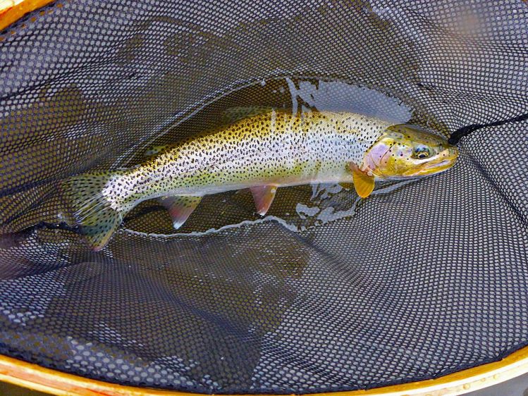 Winter coastal cutthroat