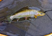 Fly-fishing Photo of Lahontan cutthroat trout shared by Deep Creek Lodge – Fly dreamers 