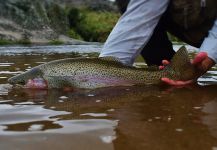  Captura de Pesca con Mosca de Trucha arcoiris por DIEGO COLUSSI – Fly dreamers