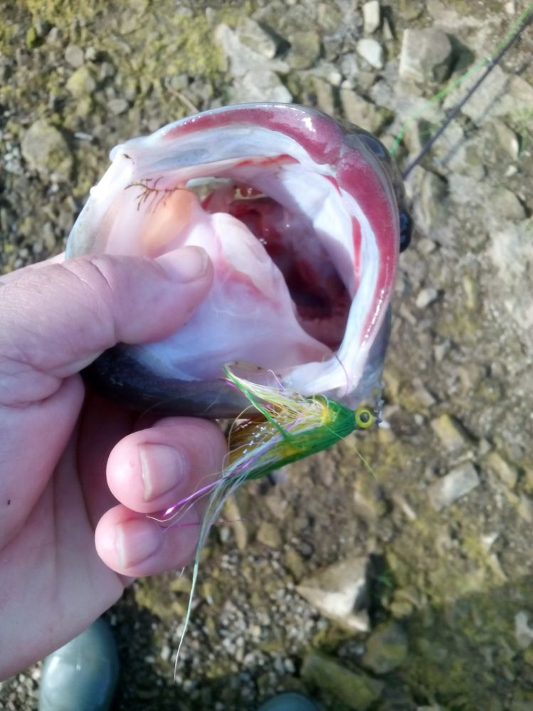 Streamer en la boca de un black bass de buen tamaño.