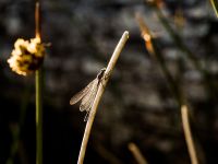 Fly fishing picture