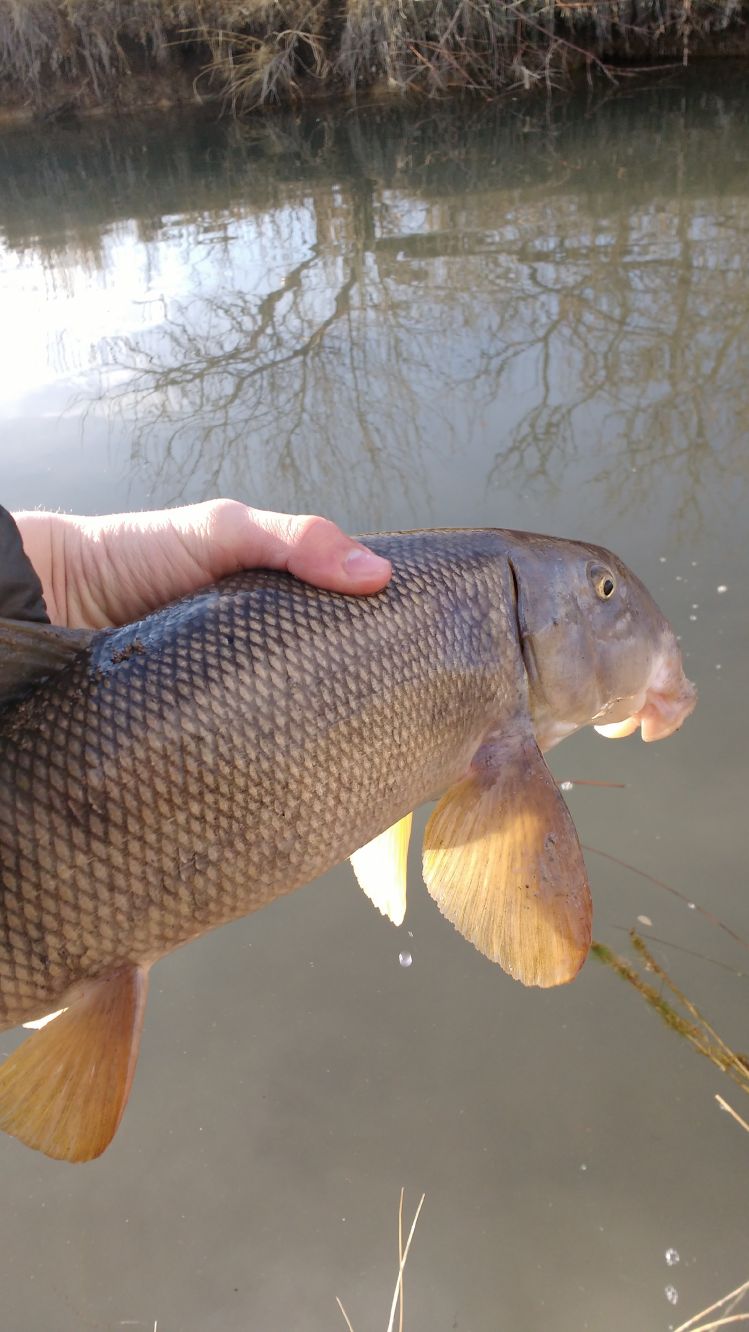 Well I caught this yesterday. Thought it was a carp when I was casting to it. Turned out to be just a sucker. At least he's native. :)