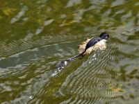 Foto de pesca con mosca