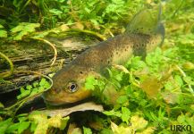 Fly-fishing Image of Brown trout shared by Uros Kristan – Fly dreamers