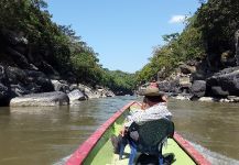 Payaras en Colombia