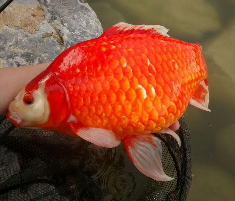 A very fat golden trout. At least that's what I think it is?