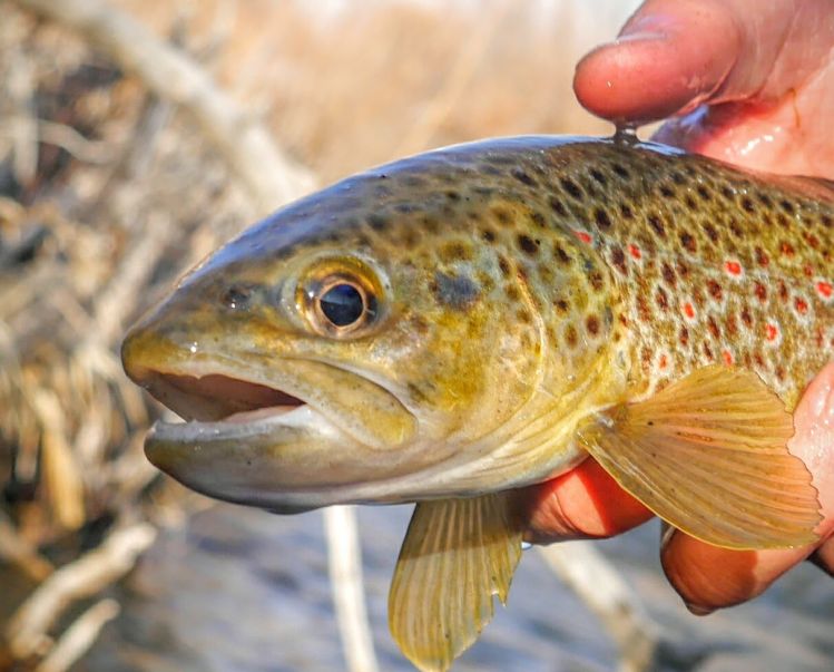 Little brown trout from yesterday on the Provo.