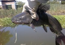  Pesca y Devolución de Blue catfish por Fernando Rodriguez Mera en (Place ) - Fly dreamers