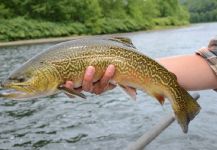 Fly-fishing Image of Tiger Trout shared by Evan Padua – Fly dreamers