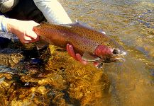 River, Jackson, Wyoming, United States