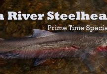  Steelhead – Interesante Situación de Pesca con Mosca – Por Peter Kaal