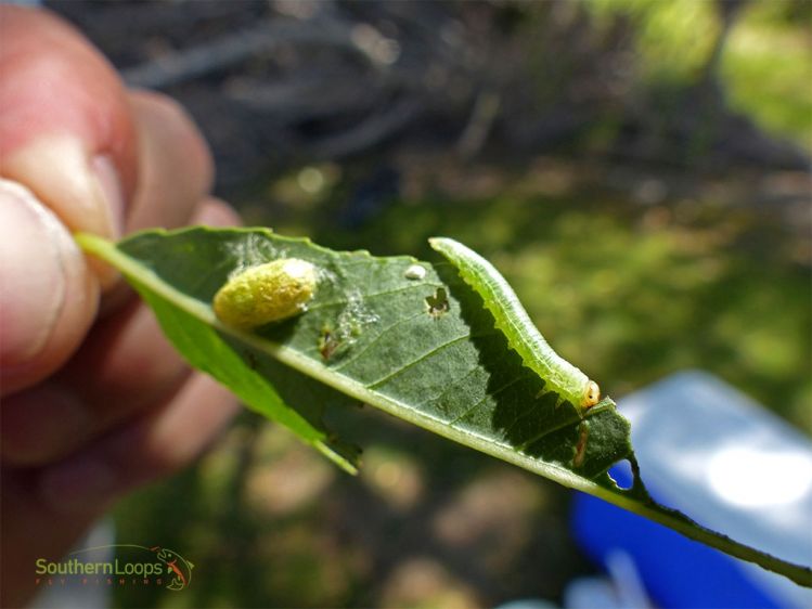 Ready for some inch-worm action?