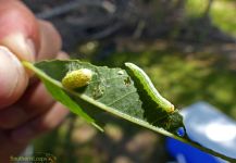 Fly-fishing Entomology Pic by Esteban Urban 