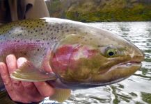 Steelhead Closeup