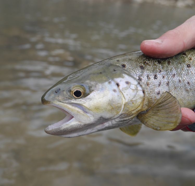 Sevier River brown from last week