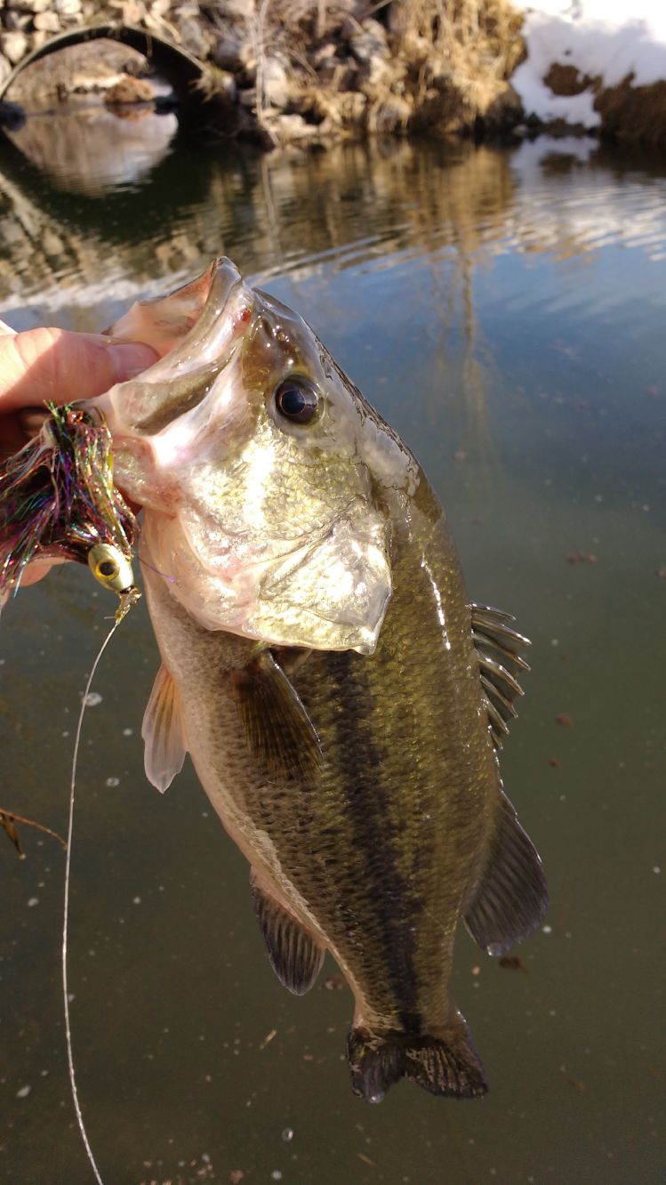 Largemouth from last week. Great to be getting a fish like this so early, especially for northern Utah.