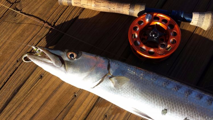 great battler in my canal this morn...but really just like the photo....great fly rods fish...great!