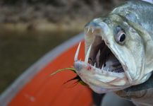  Pesca y Devolución de Payara o Cachorra por Juan Piki Buceta Buceta en (Place ) - Fly dreamers