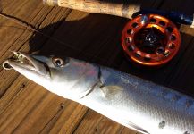 Fly-fishing Photo of Barracuda shared by David Bullard – Fly dreamers 