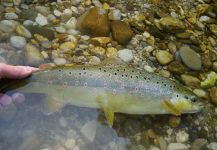 Lukas Bauer 's Fly-fishing Photo of a European brown trout – Fly dreamers 