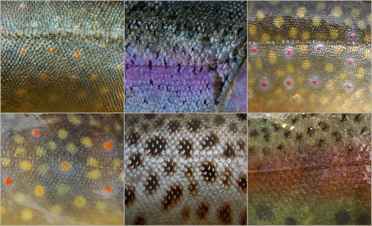 Top / left to right: arctic char, rainbow trout, brook trout. Bottom / left to right: brook trout, brown trout and rainbow trout.