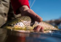  Fotografía de Pesca con Mosca de Salmo fario por Fly Fishing Outfitters – Fly dreamers