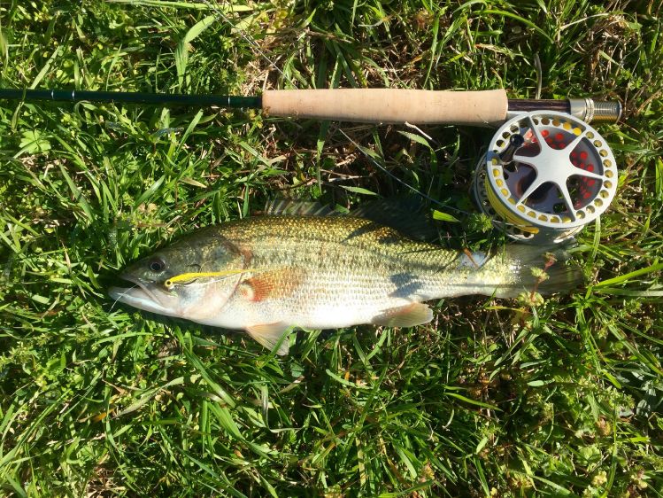 The Bass were biting today! Caught them on a Clouser minnow on a #2 Gamagatsu hook with a Sage VXP 5wt and Waterworks Lamson Litespeed reel.