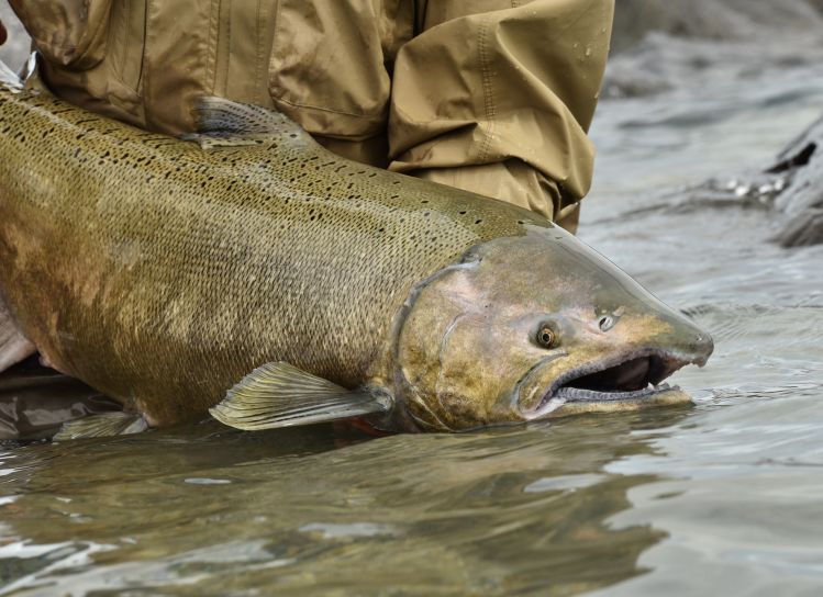 Glacier King - Now happening in south Patagonia