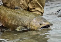 Juan Manuel Biott 's Fly-fishing Picture of a Quinnat Salmon – Fly dreamers 