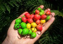 Hernán Tula 's Fly-tying for Pacu - Photo – Fly dreamers 