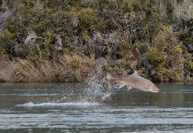 Rafal Slowikowski 's Fly-fishing Photo of a Chinook salmon – Fly dreamers 