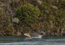 Rafal Slowikowski 's Fly-fishing Picture of a Blackmouth Salmon – Fly dreamers 