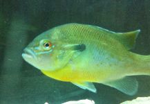 Fly-fishing Pic of Sunfish shared by Brian Sutter – Fly dreamers 