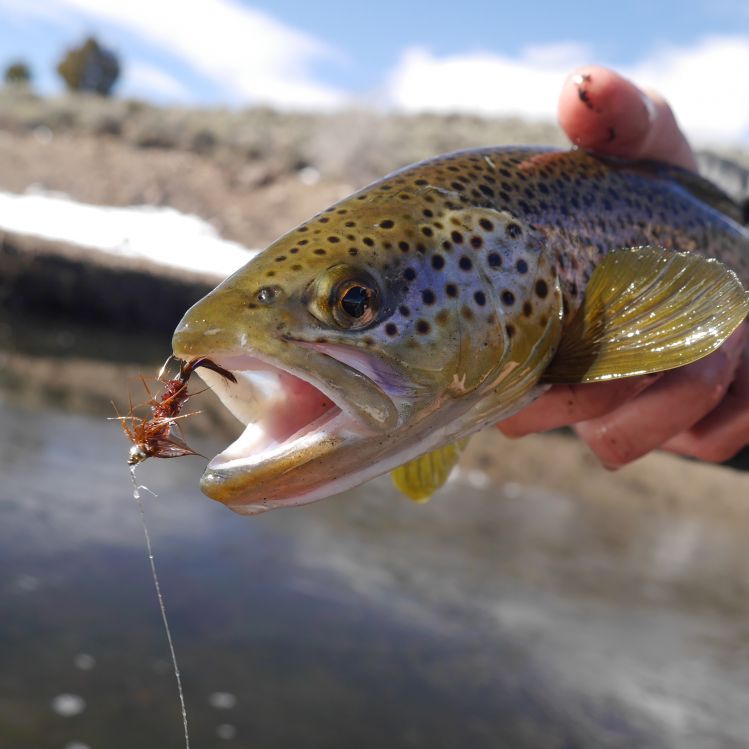 Great day out on the water. Stillwater fishing is really good this time of year. This is a wild brown trout fishery which is pretty cool.