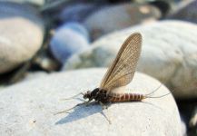 Nice Fly-fishing Entomology Pic by BERNET Valentin 