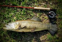 Hernán Tula 's Fly-fishing Image of a Wolf Fish – Fly dreamers 