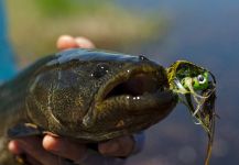 Hernán Tula 's Fly-fishing Picture of a Wolf Fish – Fly dreamers 