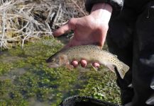 Luke Alder 's Fly-fishing Photo of a Cut – Fly dreamers 