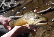 Fly-fishing Photo of Loch Leven trout German shared by Luke Alder – Fly dreamers 