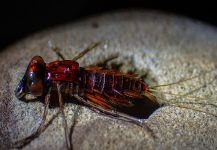 James Meyer 's Fly-tying for Rainbow trout - Photo – Fly dreamers 