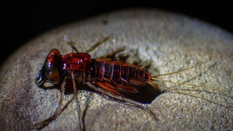 Callibaetis Larva. Size 12