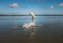 Tarpon on fly rod in Brazil