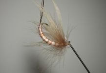 Fly-tying for Loch Leven trout German - Photo shared by Agostino Roncallo – Fly dreamers 