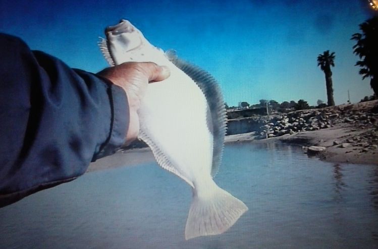 Small Halibut on the 5 wt. Low tide , sunny day .